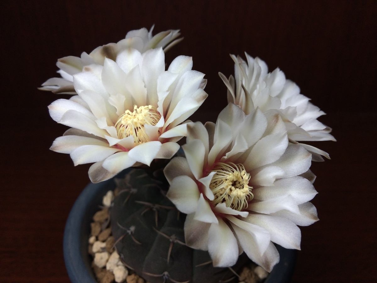 幽玄な白花の竜頭 ２０２０年も開花してくれました 週末は晴天希望