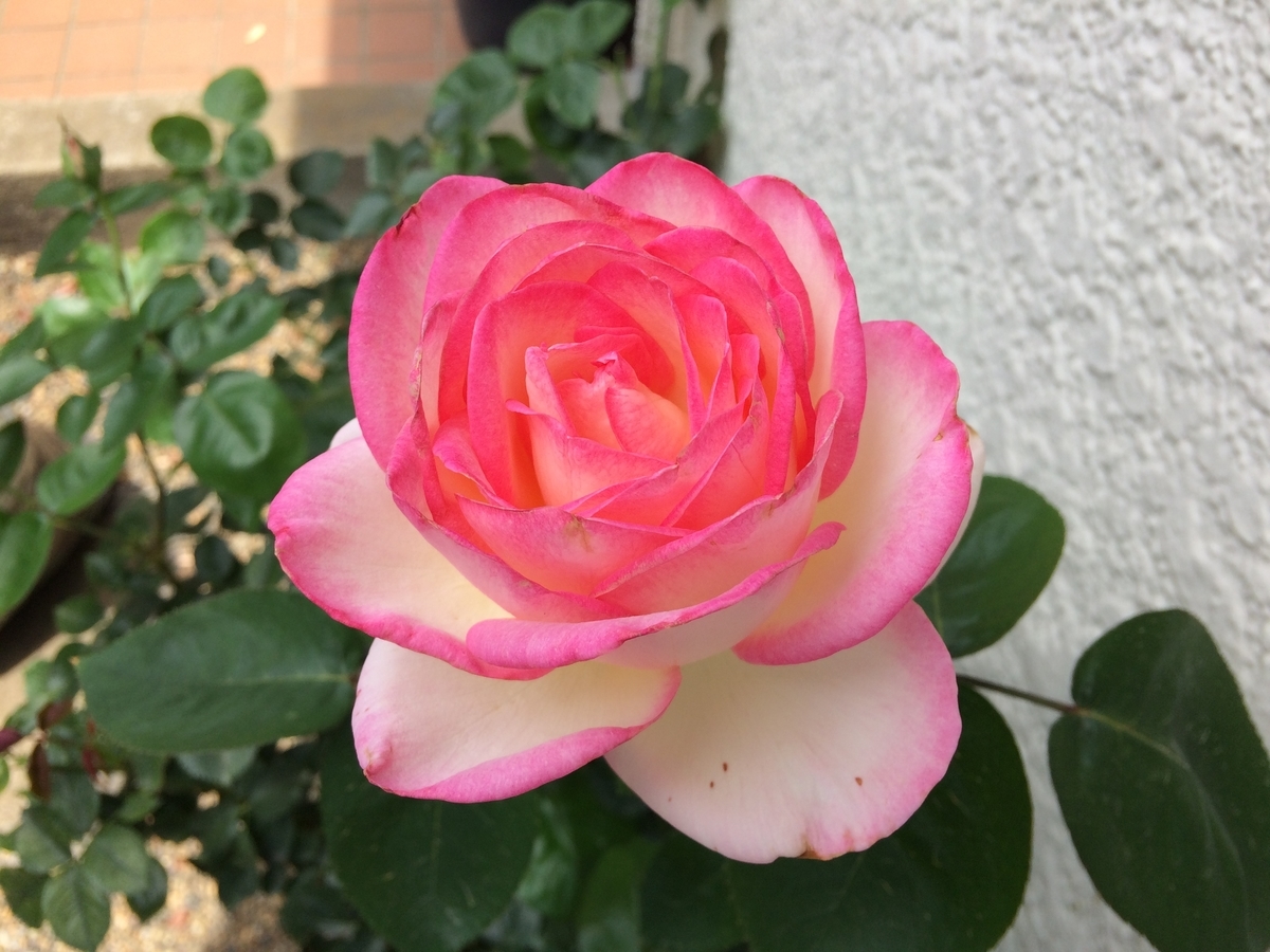 プリンセス ドゥ モナコは一番花の季節が終わって元気に開花 週末は晴天希望 プリンセス ドゥ モナコは一番花の季節が終わって元気に開花 週末は晴天希望