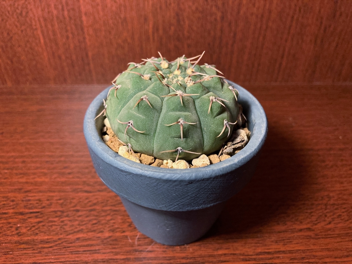 竜頭を鉢増ししないとマズいことに気付きました 週末は晴天希望