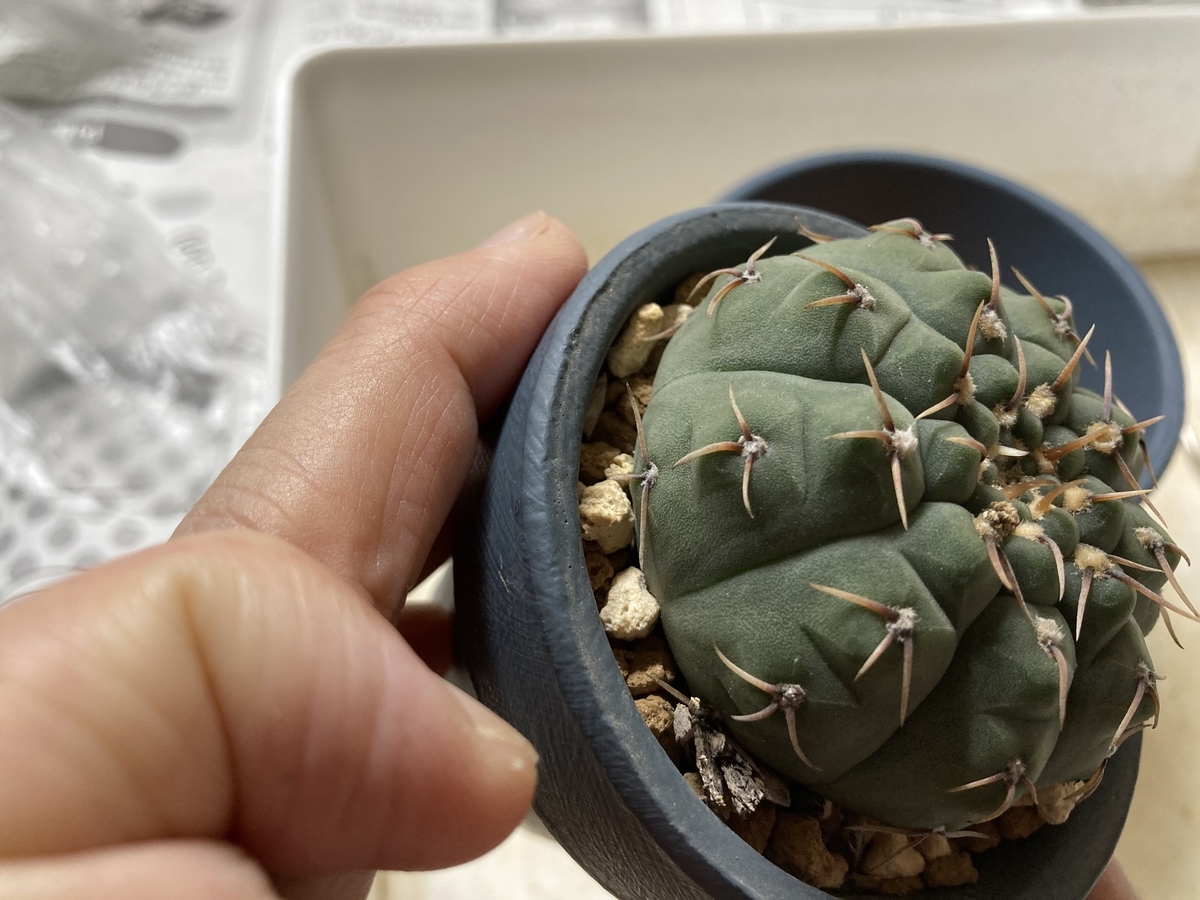 竜頭を鉢増ししないとマズいことに気付きました 週末は晴天希望