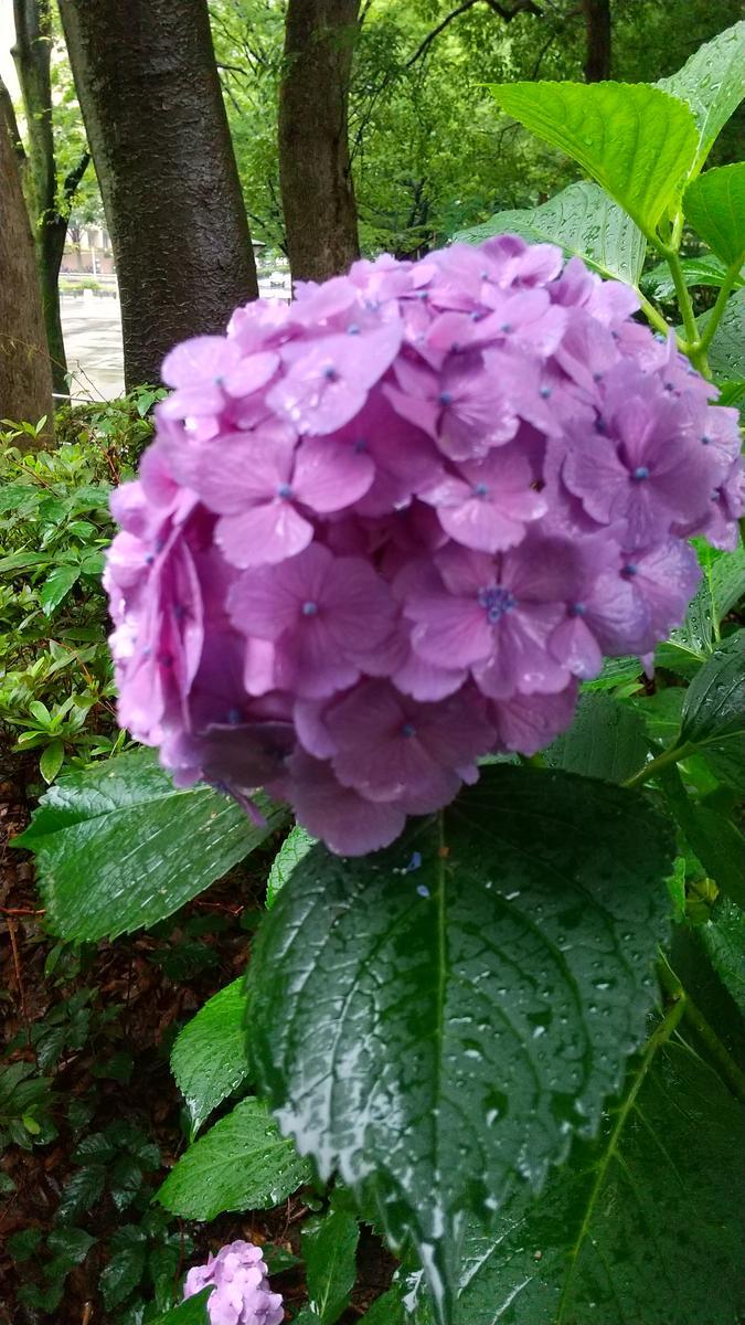 f:id:genta-san:20200622170038j:plain f:id:genta-san:20200622170038j:plain