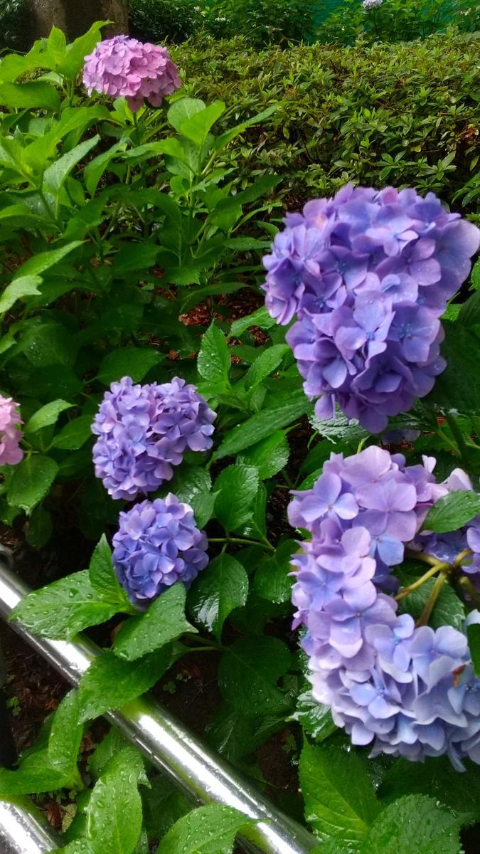 f:id:genta-san:20200622170412j:plain f:id:genta-san:20200622170412j:plain