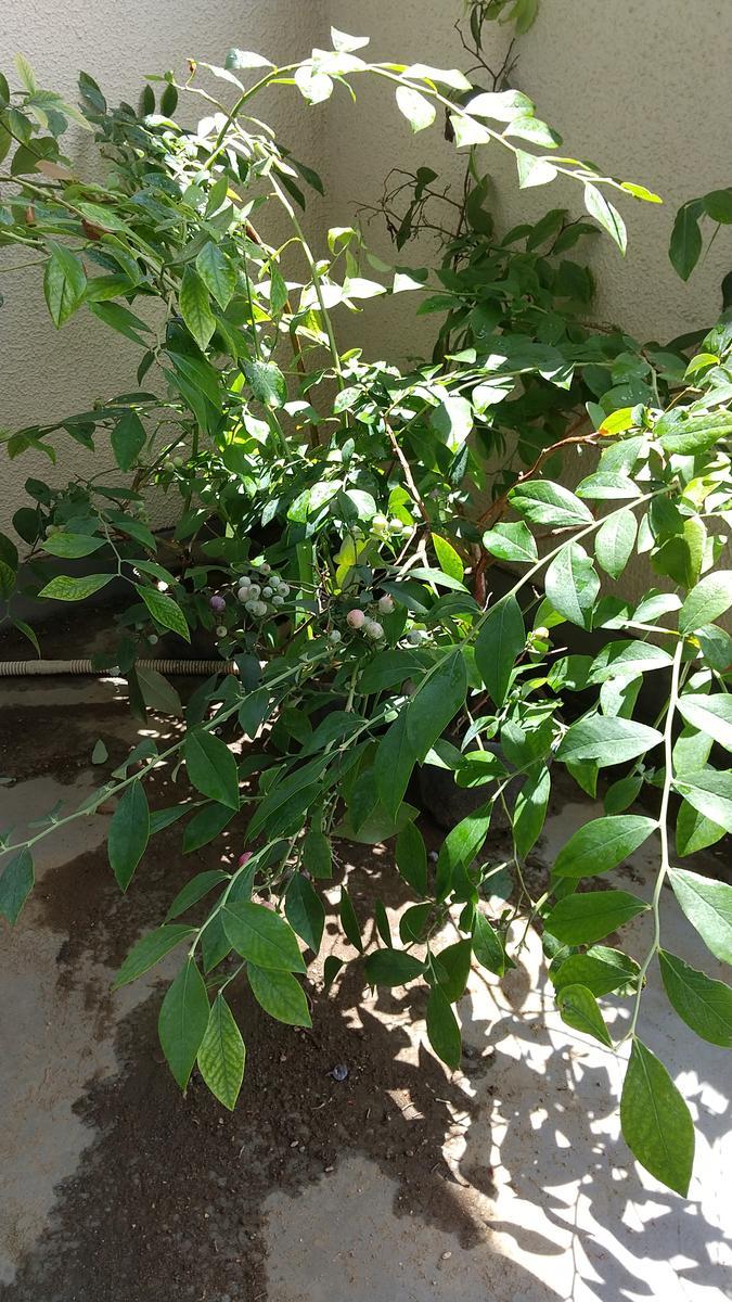 f:id:genta-san:20200726180107j:plain