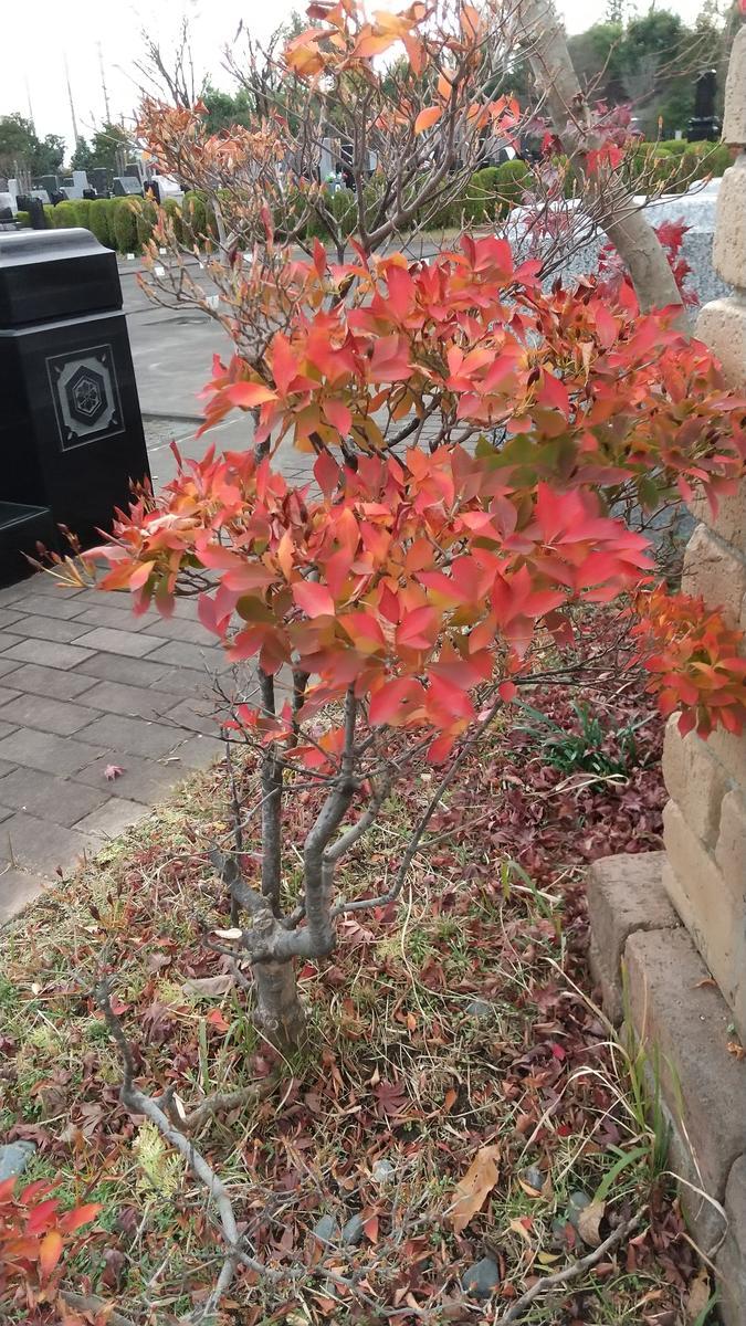 f:id:genta-san:20201127131733j:plain