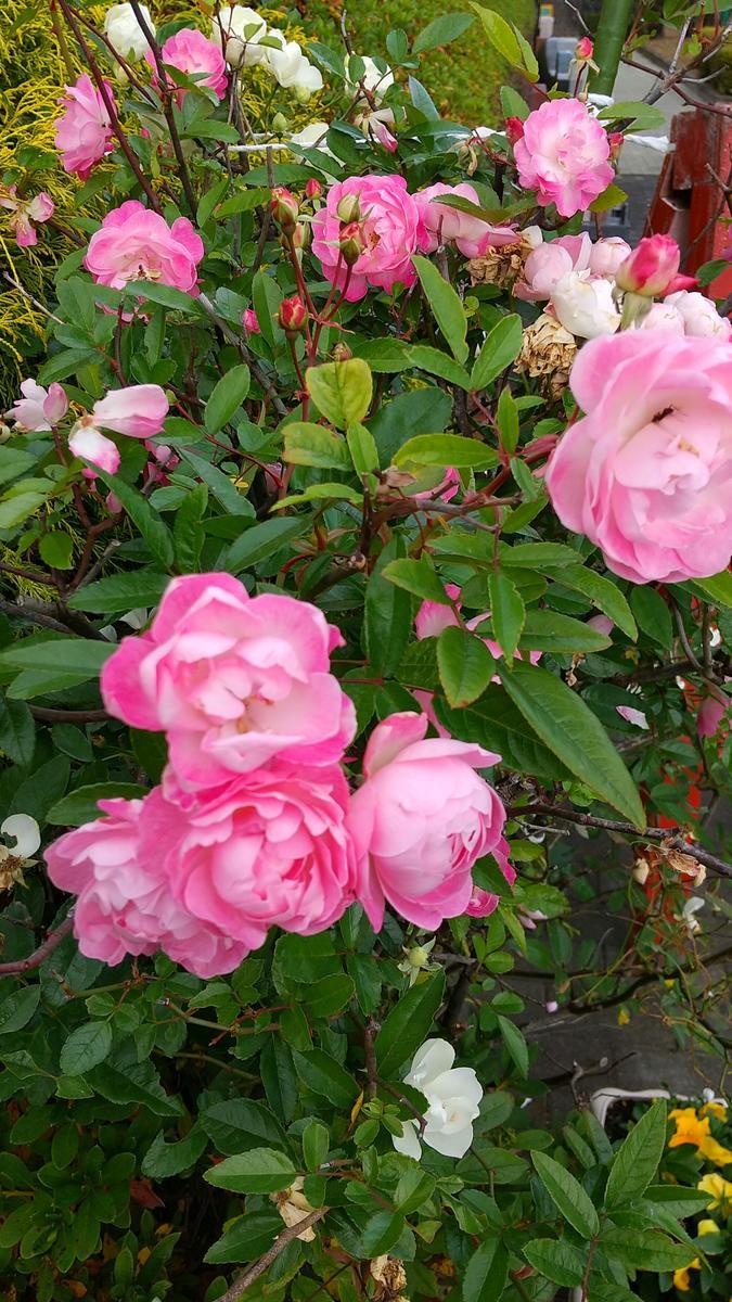 f:id:genta-san:20201127131817j:plain