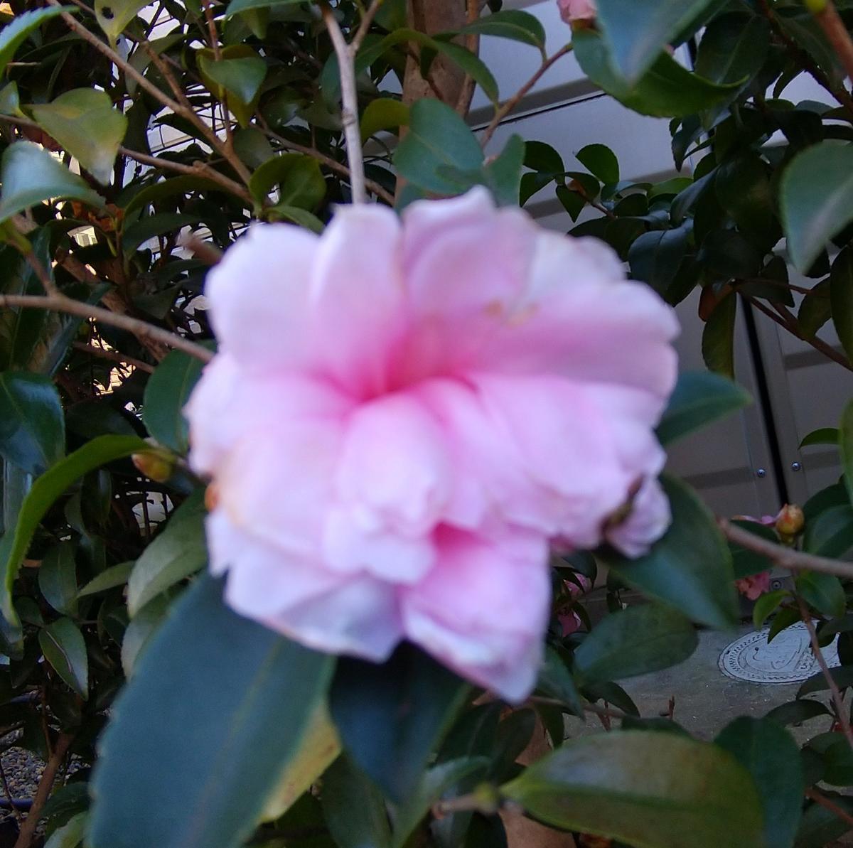 f:id:genta-san:20201222181246j:plain