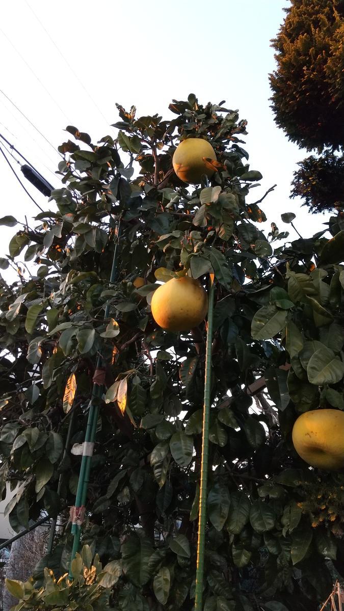 f:id:genta-san:20210118184206j:plain