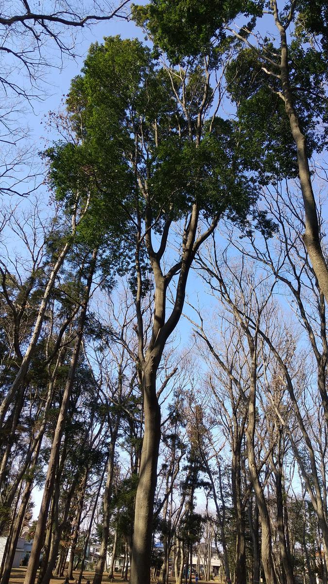 f:id:genta-san:20210118184709j:plain
