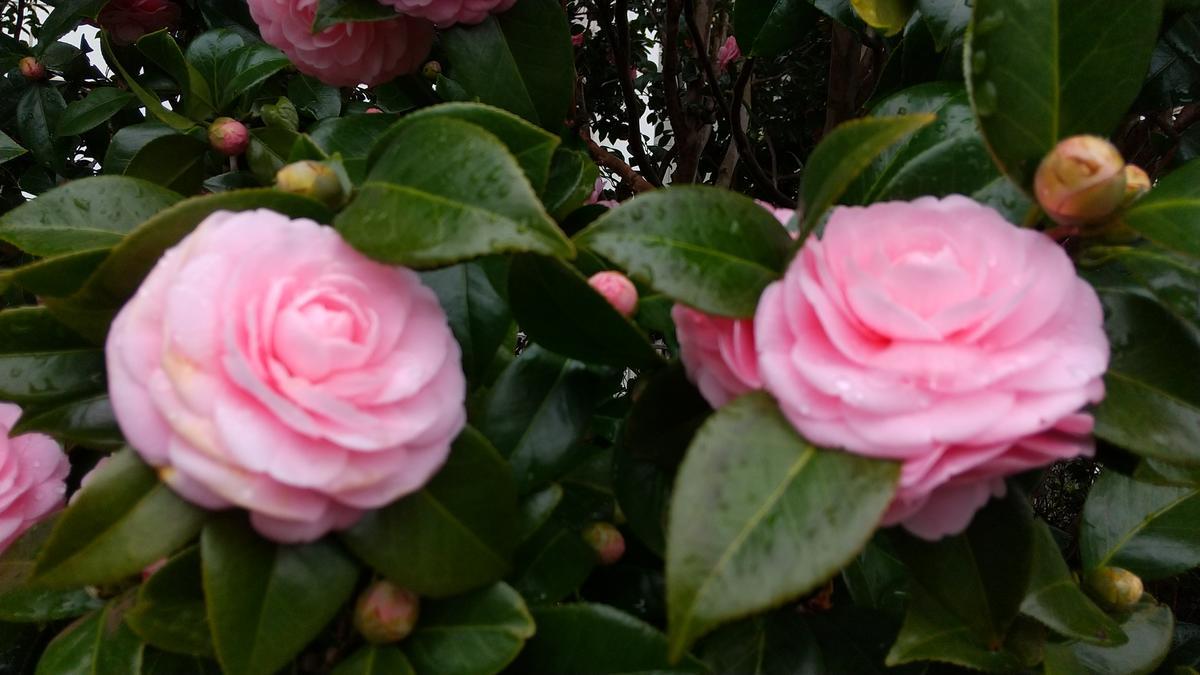 f:id:genta-san:20210308164341j:plain