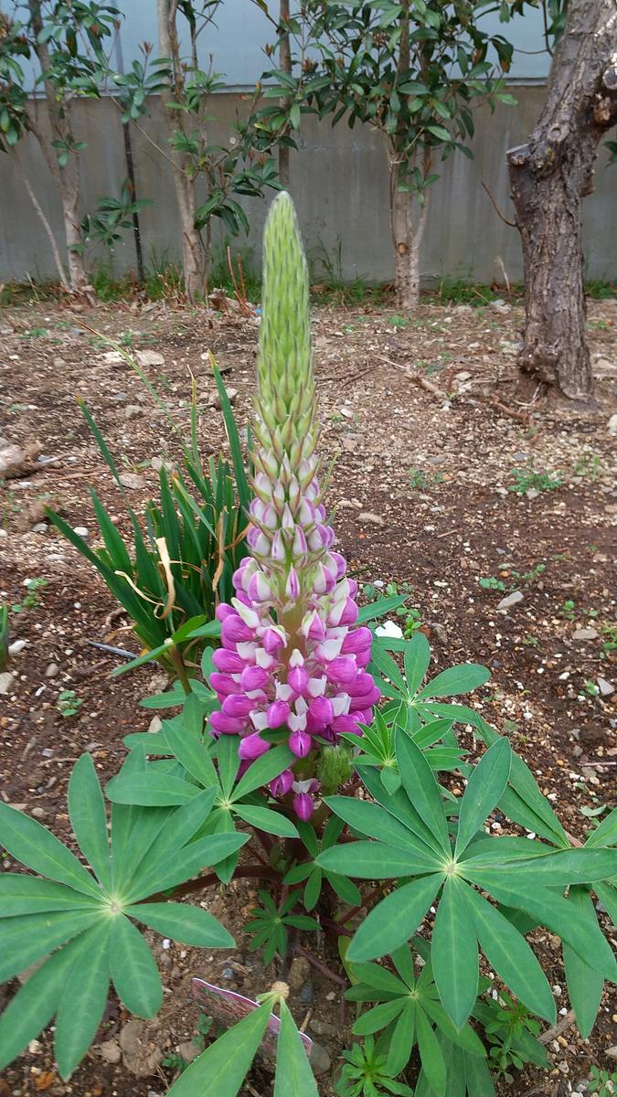 f:id:genta-san:20210320122126j:plain