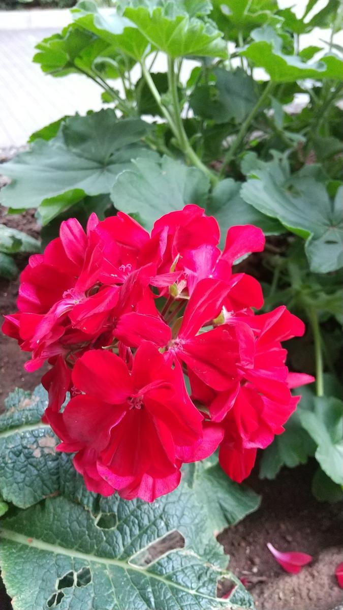 f:id:genta-san:20210620192537j:plain