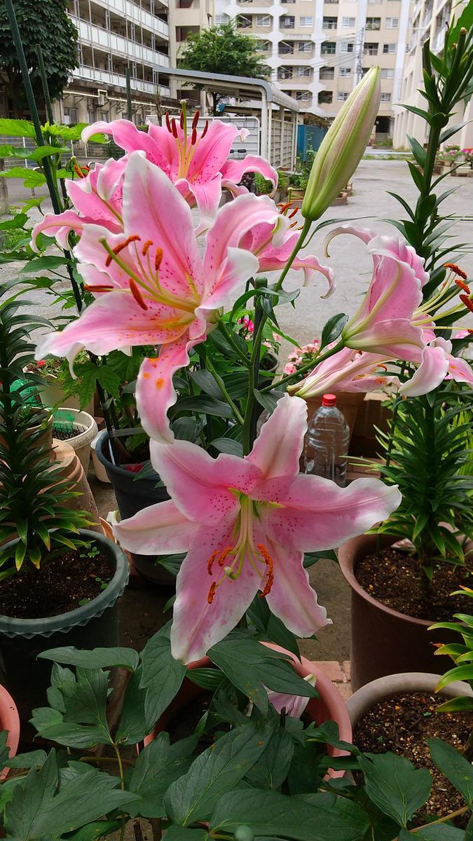 f:id:genta-san:20210626144540j:plain