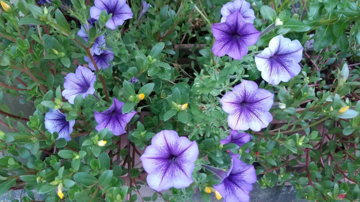 f:id:genta-san:20210803173721j:plain