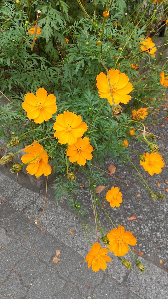 f:id:genta-san:20210926173656j:plain