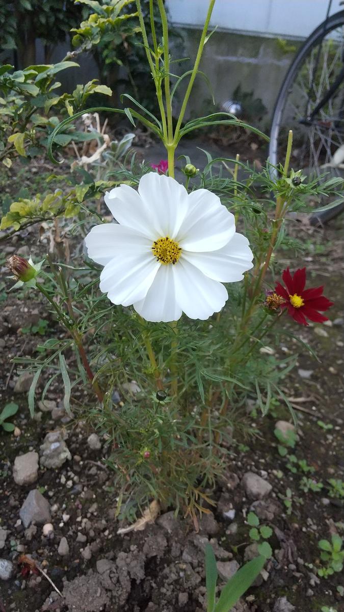 f:id:genta-san:20211104181724j:plain