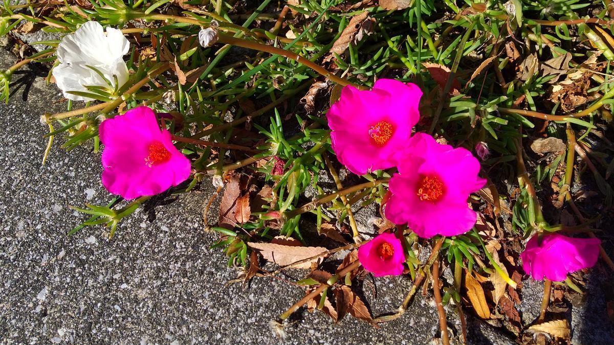 f:id:genta-san:20211113171314j:plain