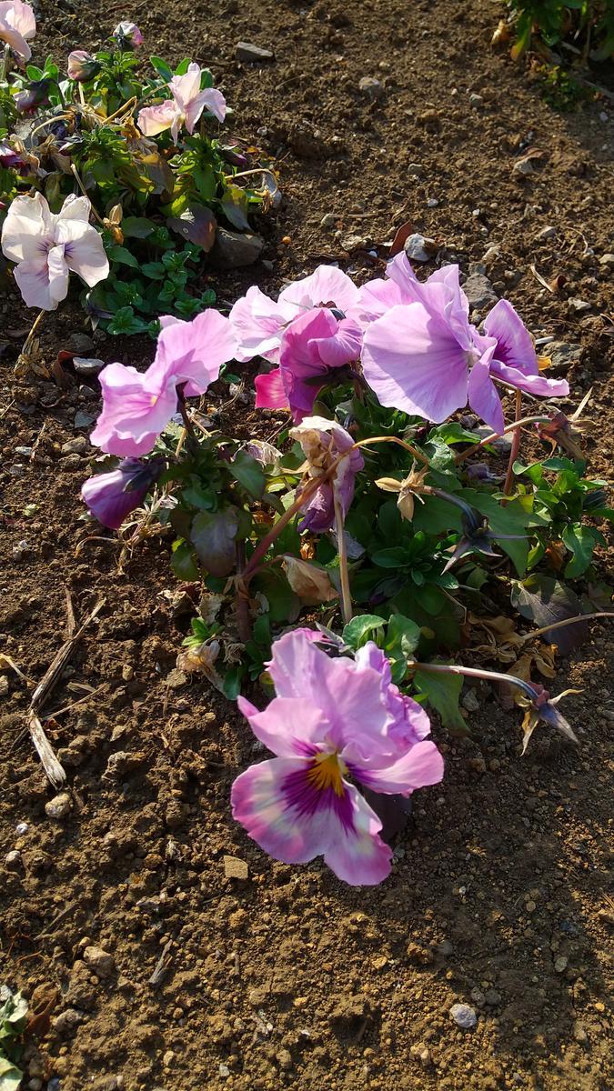 f:id:genta-san:20220312220426j:plain
