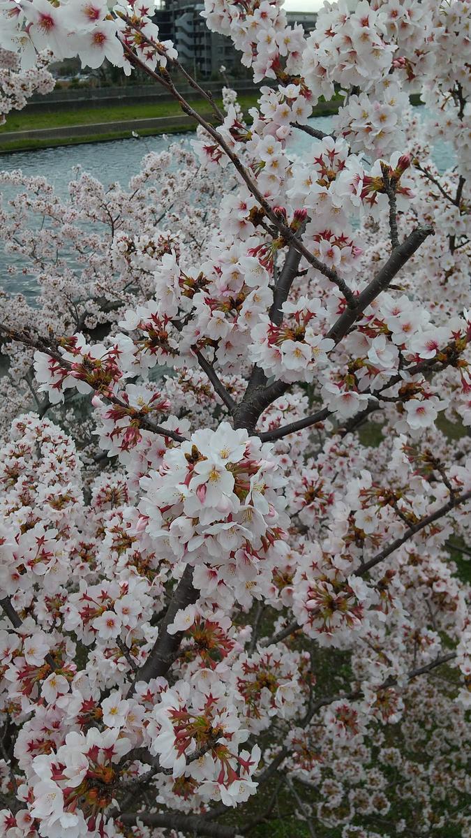 f:id:genta-san:20220330185300j:plain