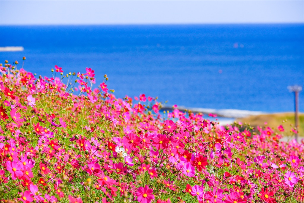 f:id:geo-koshi:20201103143324j:image