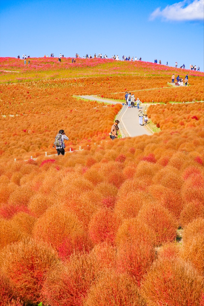 f:id:geo-koshi:20201103143333j:image