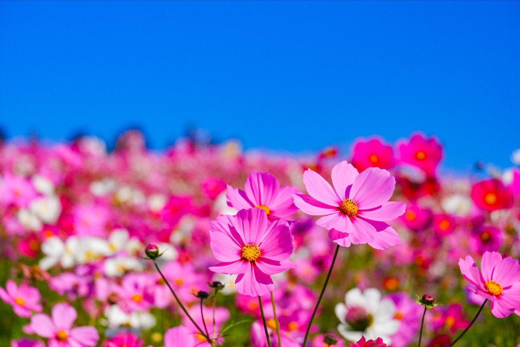 f:id:geo-koshi:20201103143345j:image