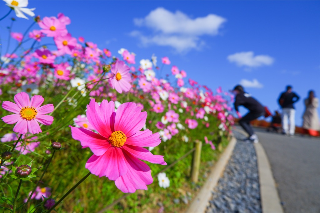 f:id:geo-koshi:20201103143349j:image