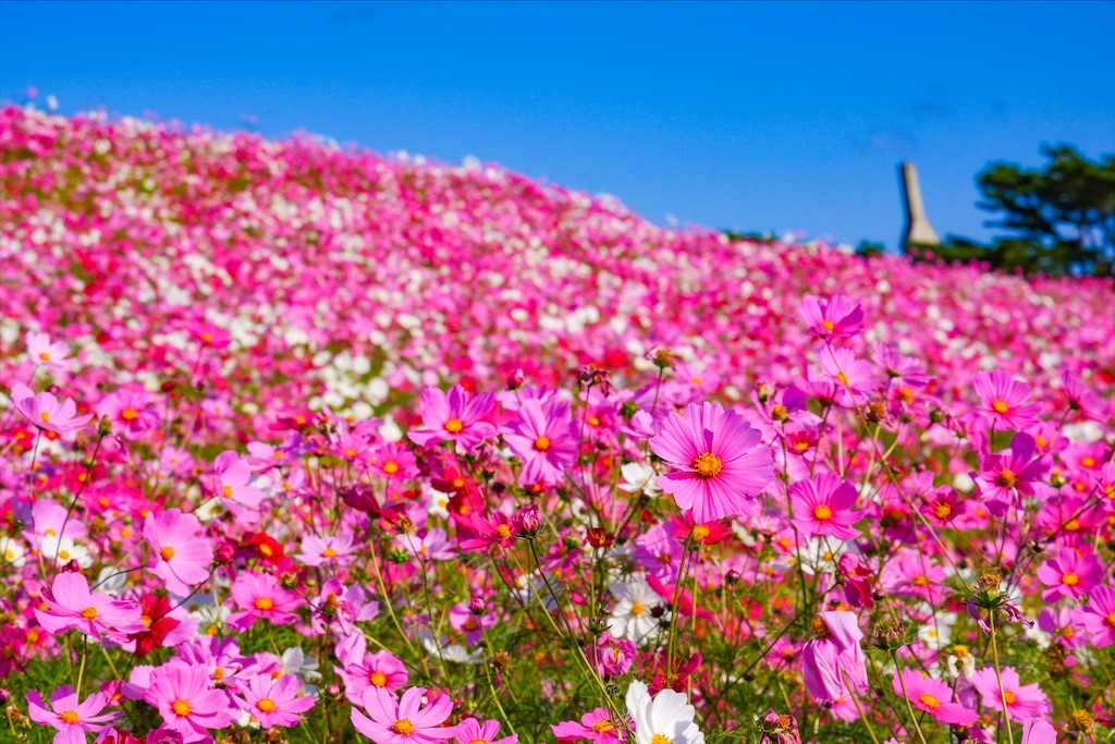 f:id:geo-koshi:20201103143356j:image