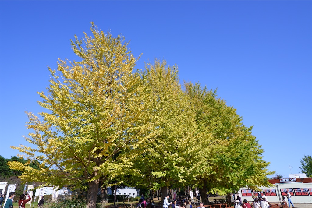 f:id:geo-koshi:20201103143402j:image