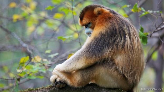 類人猿とサルの睡眠スタイルの違い 動物を知り 動物を愛す 類人猿とサルの睡眠スタイルの違い 動物を知り 動物を愛す