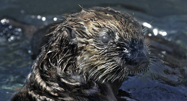 ラッコが絶滅危惧種になってしまった原因 動物を知り 動物を愛す