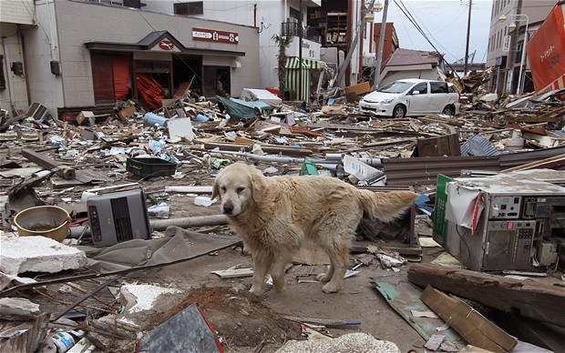 東日本大震災に巻き込まれたペットたちの状況をあらためて学ぶ 動物を知り 動物を愛す