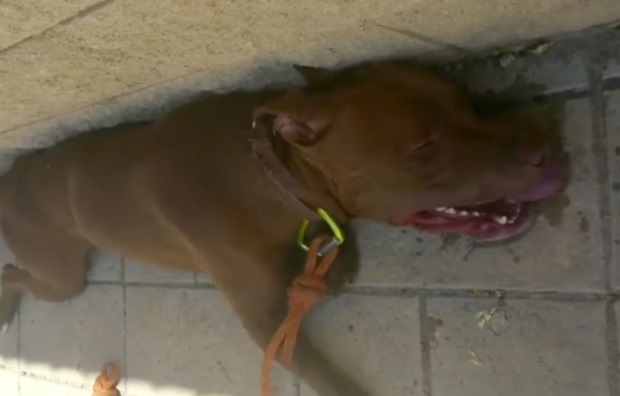 あらためて注意したい 犬の脱水症状 動物を知り 動物を愛す