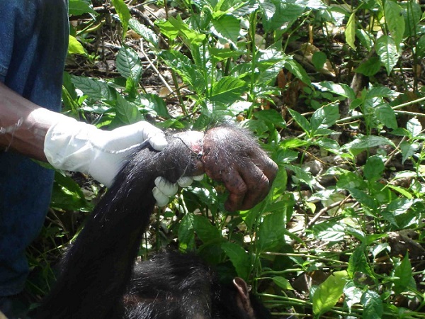 f:id:georgekato:20160811173113j:plain