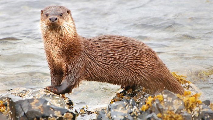 ラッコの保護に奮闘する米カリフォルニアの水族館と 二ホンカワウソ の絶滅 動物を知り 動物を愛す