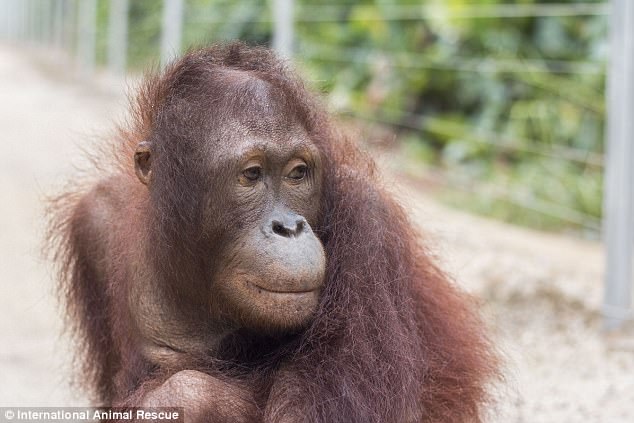 f:id:georgekato:20171105152407j:plain f:id:georgekato:20171105152407j:plain