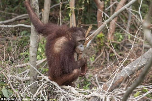 f:id:georgekato:20171105155212j:plain f:id:georgekato:20171105155212j:plain