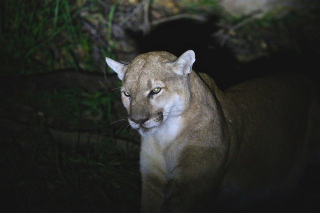 野生のピューマが中毒死 ネズミの駆除剤が食物連鎖の頂点にまで達した惨たらしい結果 動物を知り 動物を愛す 野生のピューマが中毒死 ネズミの駆除剤が食物連鎖の頂点にまで達した惨たらしい結果 動物を知り 動物を愛す