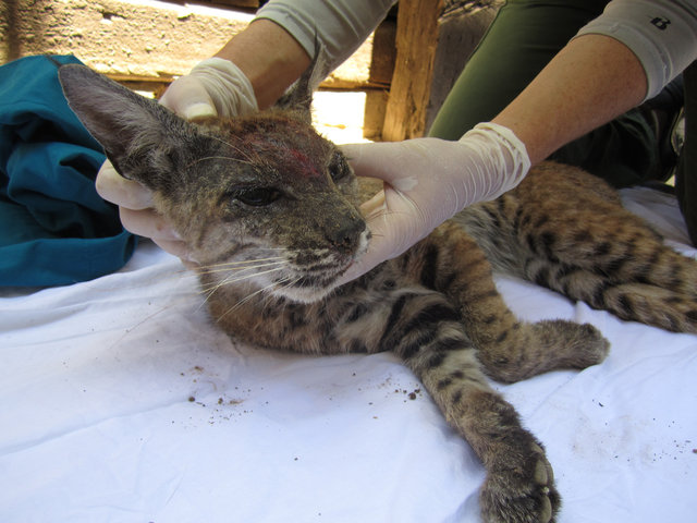 f:id:georgekato:20180121131107j:plain