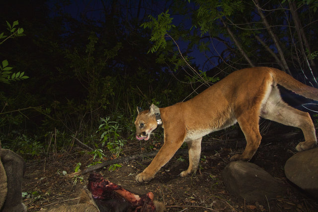 野生のピューマが中毒死 ネズミの駆除剤が食物連鎖の頂点にまで達した惨たらしい結果 動物を知り 動物を愛す 野生のピューマが中毒死 ネズミの駆除剤が食物連鎖の頂点にまで達した惨たらしい結果 動物を知り 動物を愛す