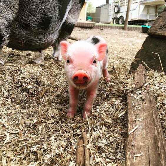 ミニブタ という呼び名で知られているブタ 本当に存在するの 動物を知り 動物を愛す