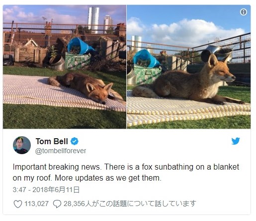 キツネがたくさん出没する英ロンドン 動物との共生の難しさも 動物を知り 動物を愛す