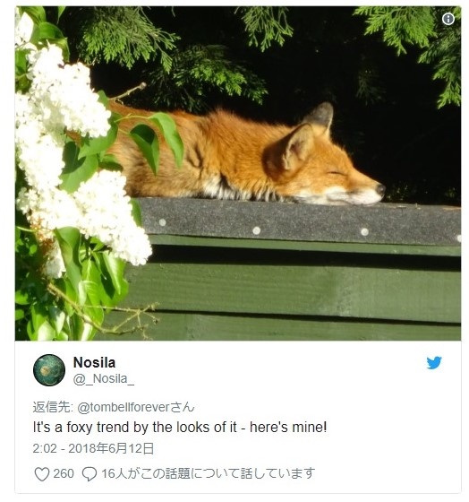 キツネがたくさん出没する英ロンドン 動物との共生の難しさも 動物を知り 動物を愛す
