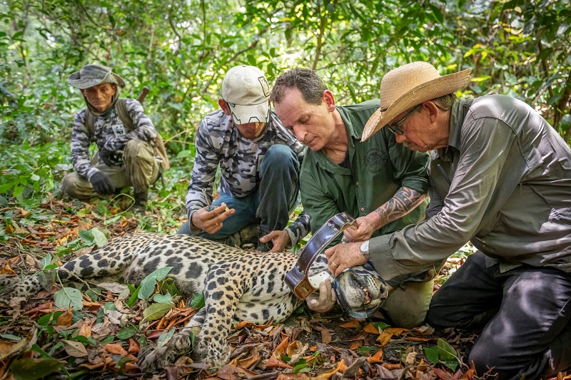 ブラジルのジャガー 海まで行き魚を捕っていることが判明 動物を知り 動物を愛す