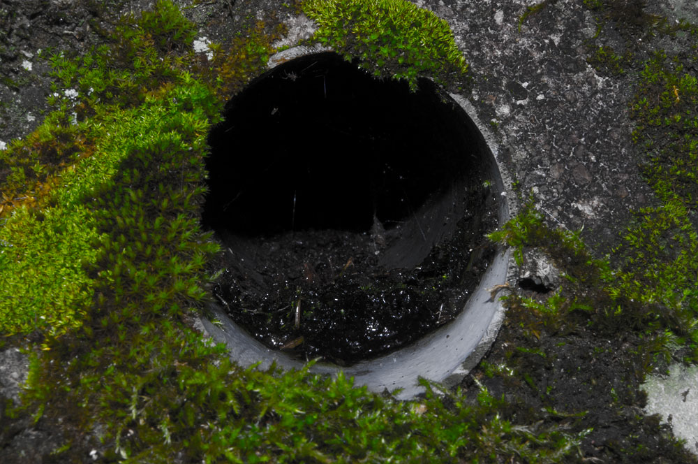 対岸 - パラケルススの庭