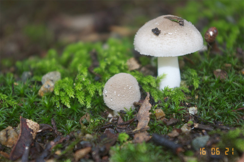 ヒメコナカブリツルタケ（Amanita farinosa）- 松江城マッシュルームマップ -