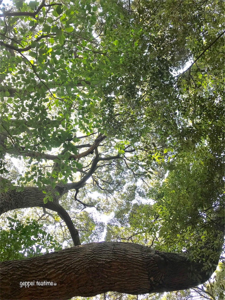 f:id:geppeiteatime:20180408144055j:image