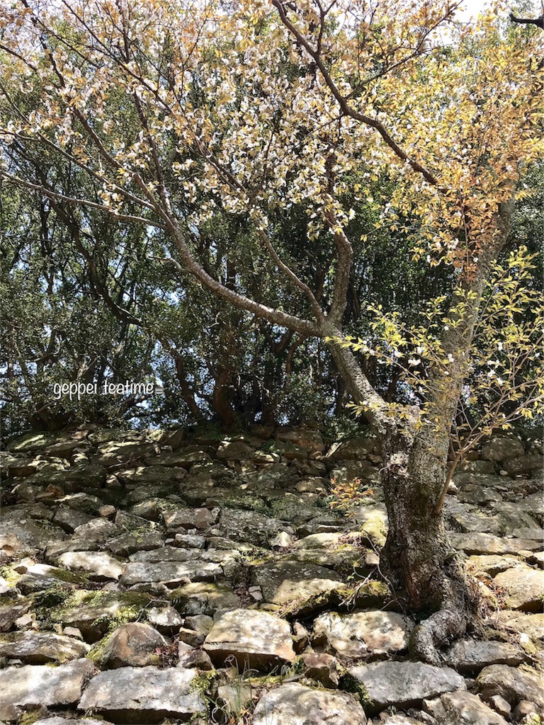 f:id:geppeiteatime:20180408144522j:image