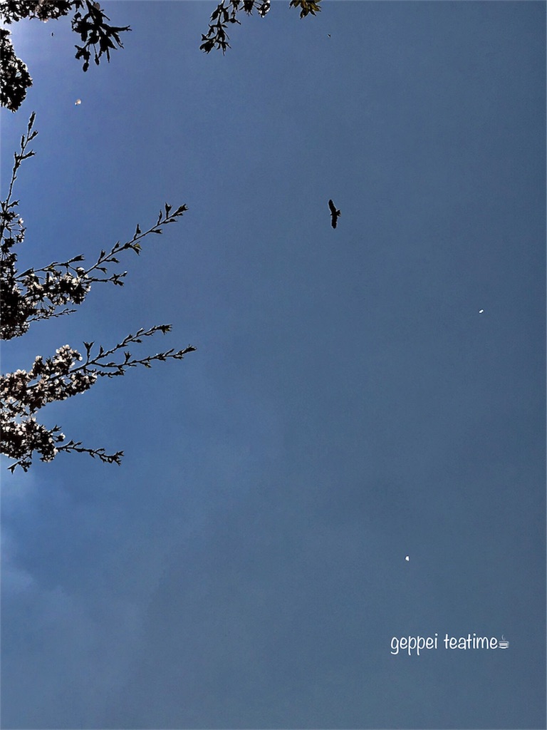 f:id:geppeiteatime:20180408144701j:image