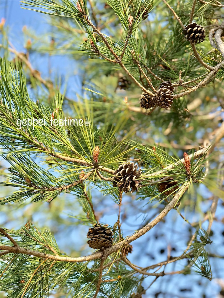 f:id:geppeiteatime:20180408164130j:image