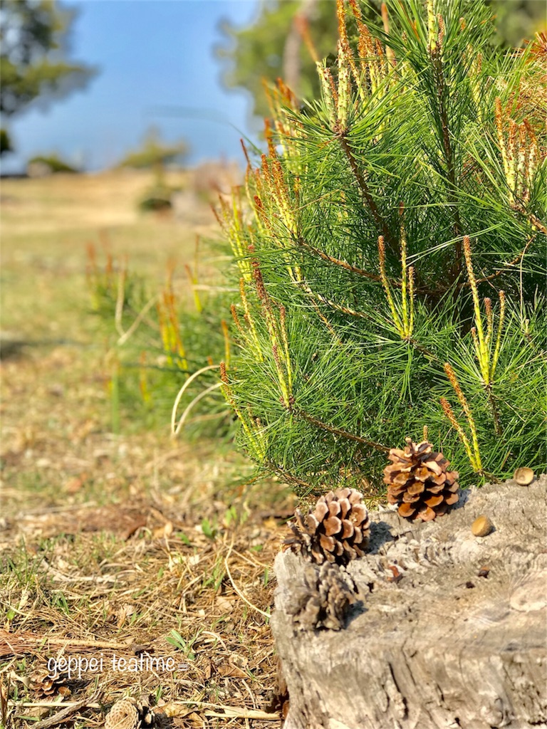 f:id:geppeiteatime:20180419184550j:image